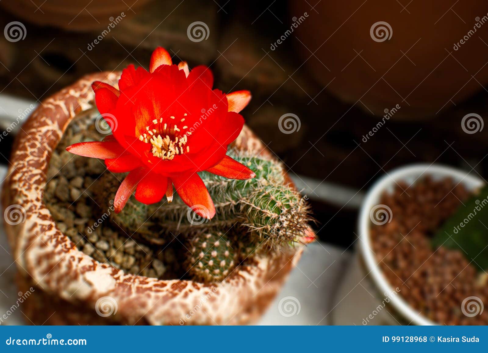 Bright Red Flowers Blooming on Torch Cactus Stock Photo - Image of