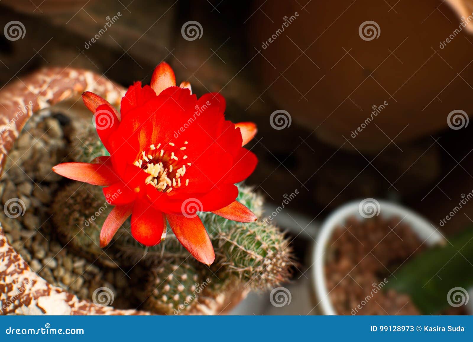 Bright Red Flowers Blooming on Torch Cactus Stock Image - Image of