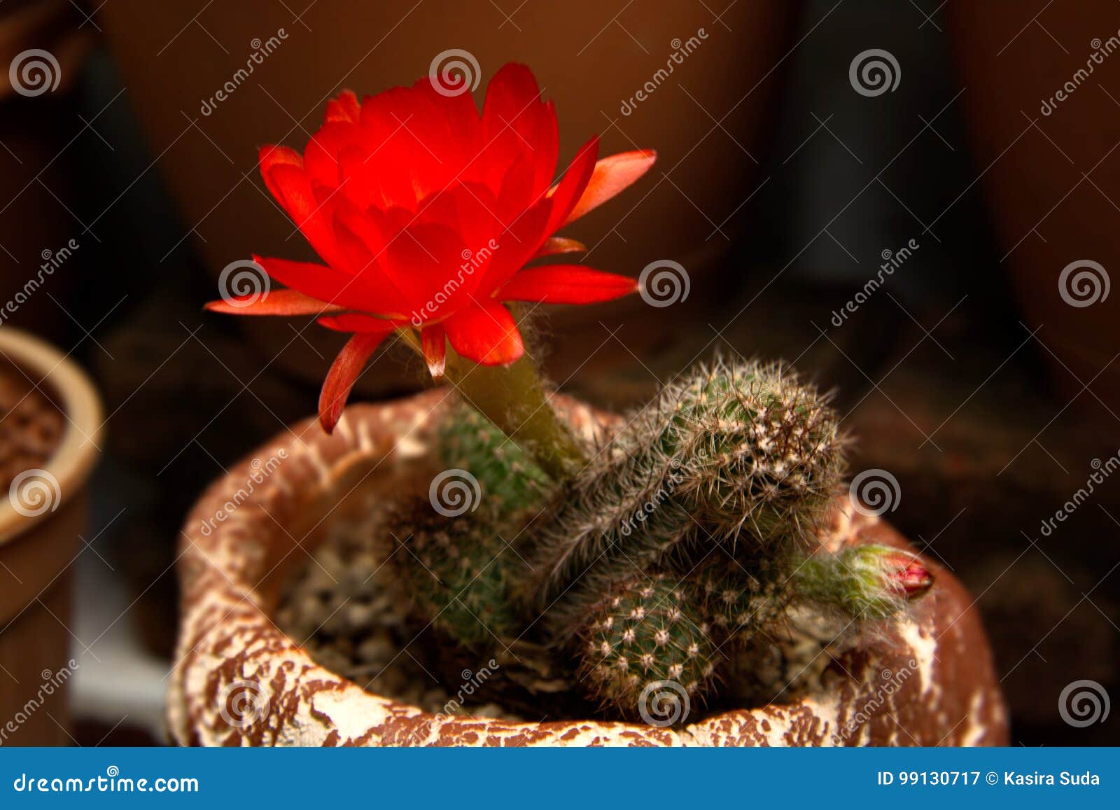 Bright Red Flowers Blooming on Torch Cactus Stock Image - Image of