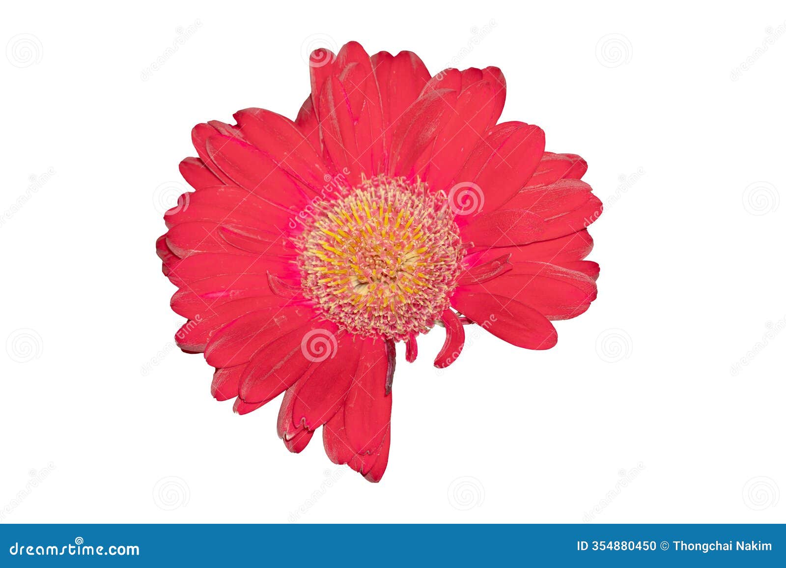 bright red gerbera flower. petals not fully detached.