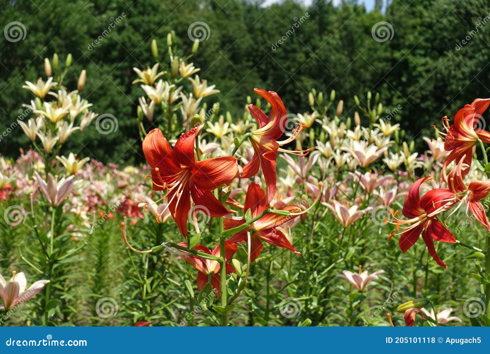 Bright Red and Light Pink Flowers of Lilies Stock Photo Image of park