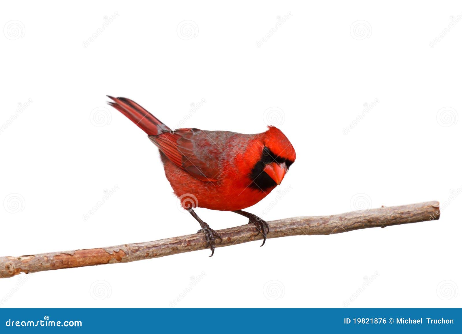 Bright Red Male Cardinal On A Branch Stock Photo Image of cardinal