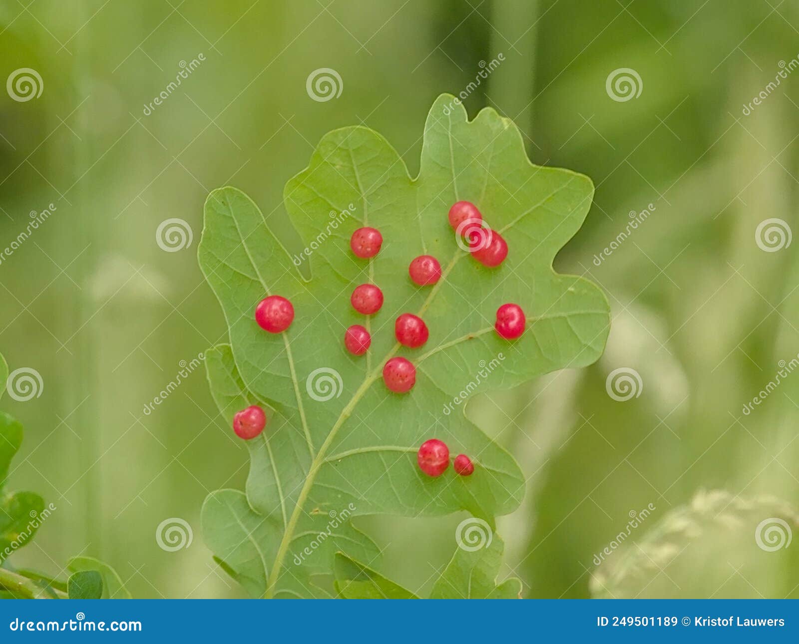 Bright Red Oak Galls on a Green Leaf Stock Image Image of tannin