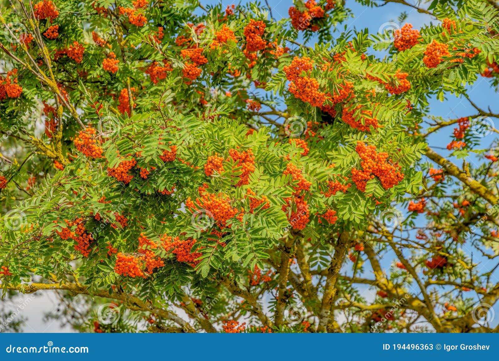 Bright Red-orange Ripen Berries on a Branches of a Rowan Tree, Sorbus