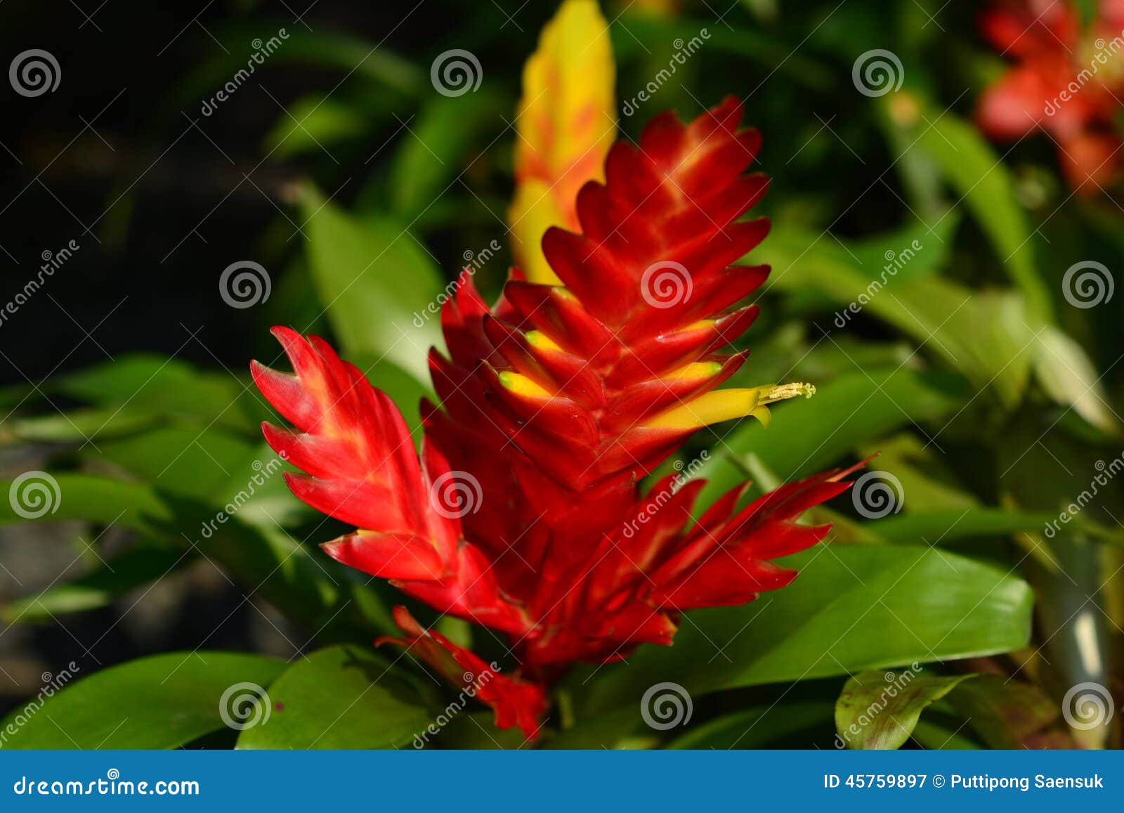 The bright red pineapple. stock image. Image of creeper 45759897