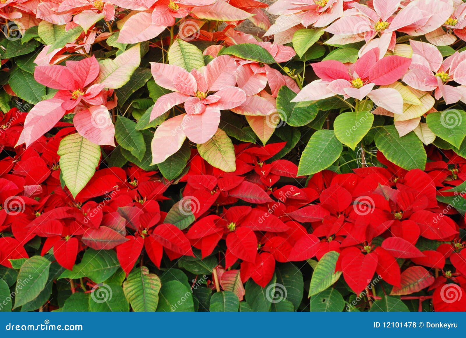 Bright Red and Pink Christmas Roses Stock Photo Image of holidays