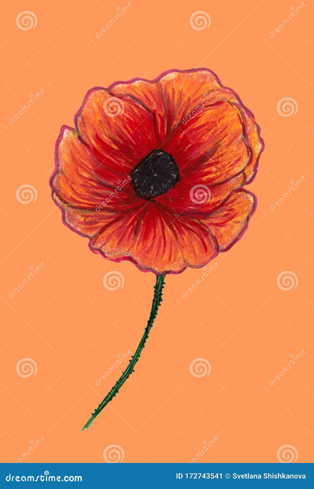 Bright Red Poppy Isolated On Light Background Beautiful Flower Pencil Drawing Hand Drawn Illustration Stock Illustration Illustration Of Blossom Background