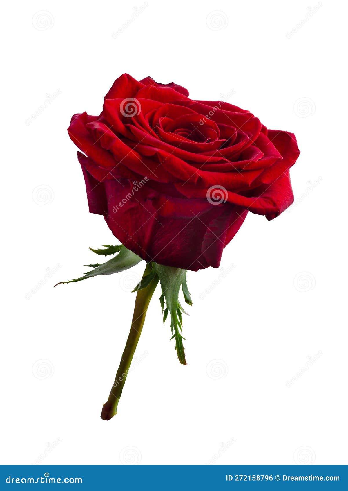 Bright Red Rose is on White Background Stock Photo Image of elegance