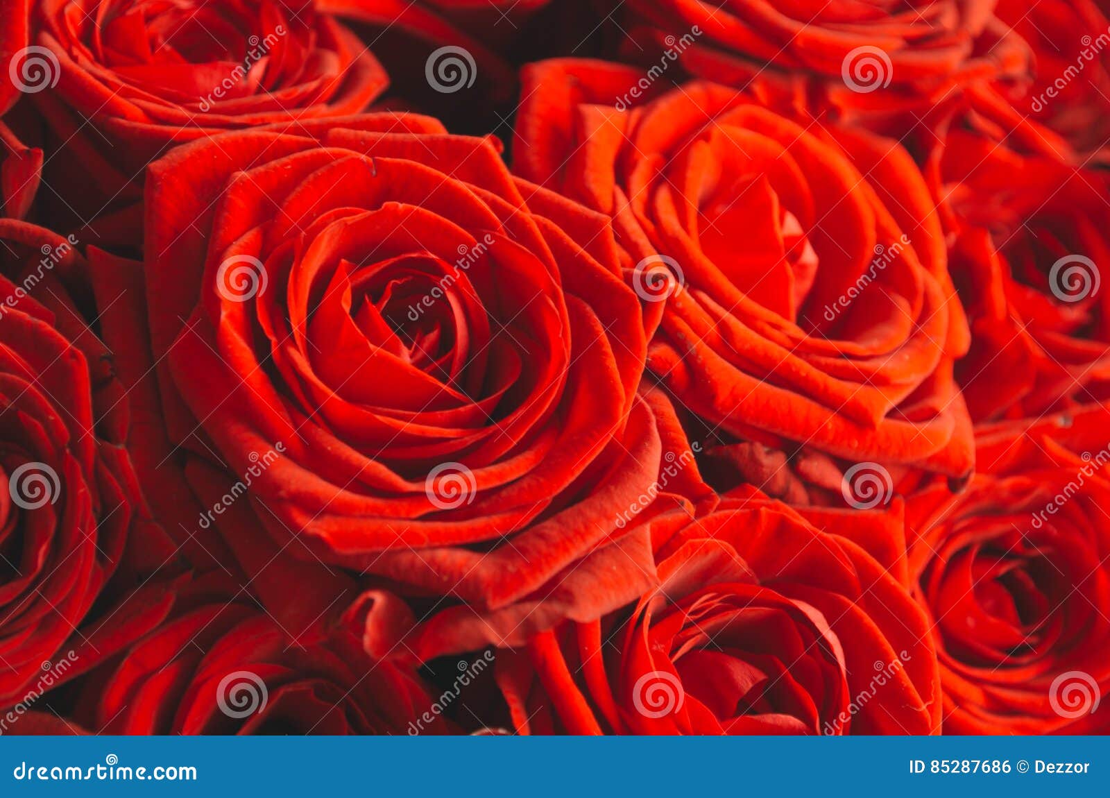 Bright red roses near stock photo. Image of decoration 85287686