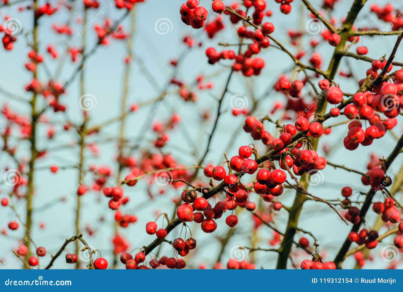 Bright Red Rowan Berries on Leafless Twigs Stock Photo - Image of ...