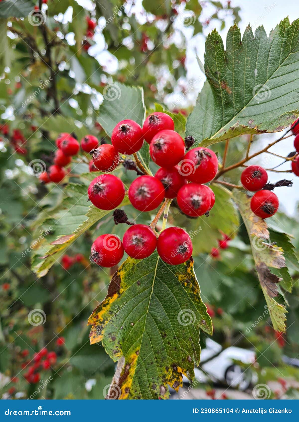bright red small rowan berries flaunt on the branches in early autumn