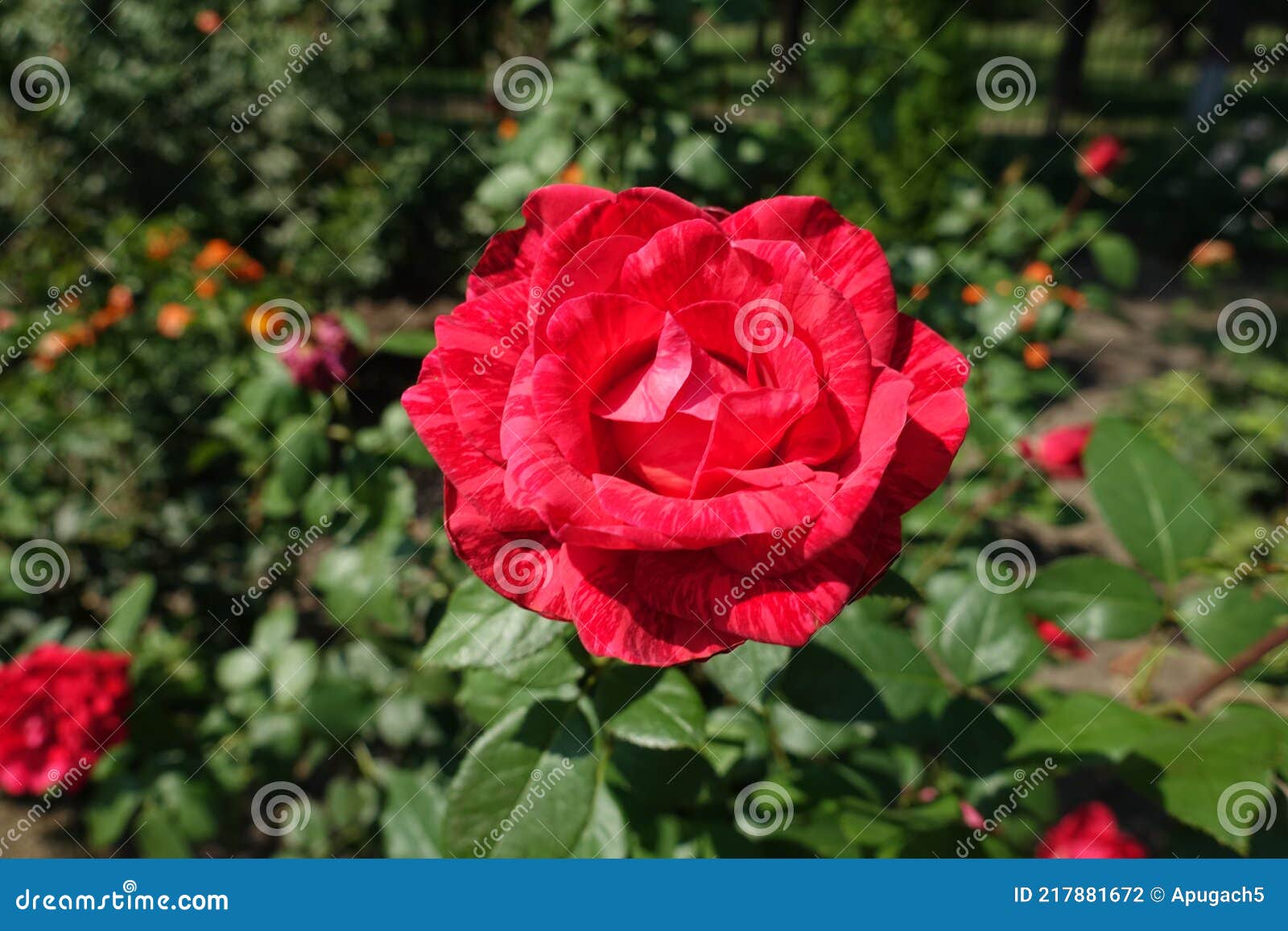 Bright Red Striped Rose Flower in August Stock Photo Image of