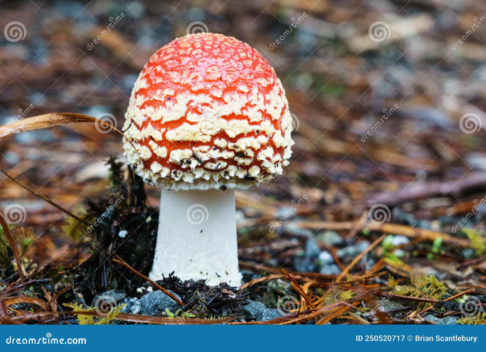 Bright Red Toadstool with White Specks Stock Image Image of agaric