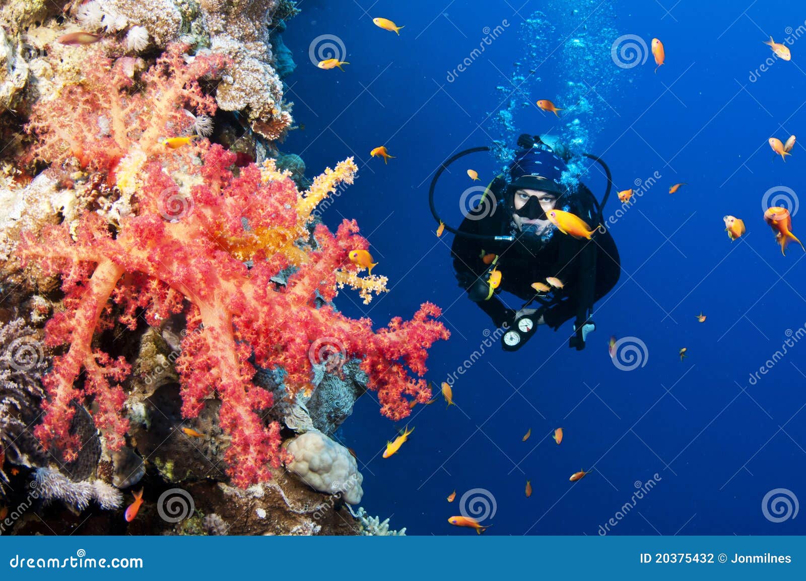 Bright Red Tropical Coral and Scuba Diver Stock Photo - Image of ...