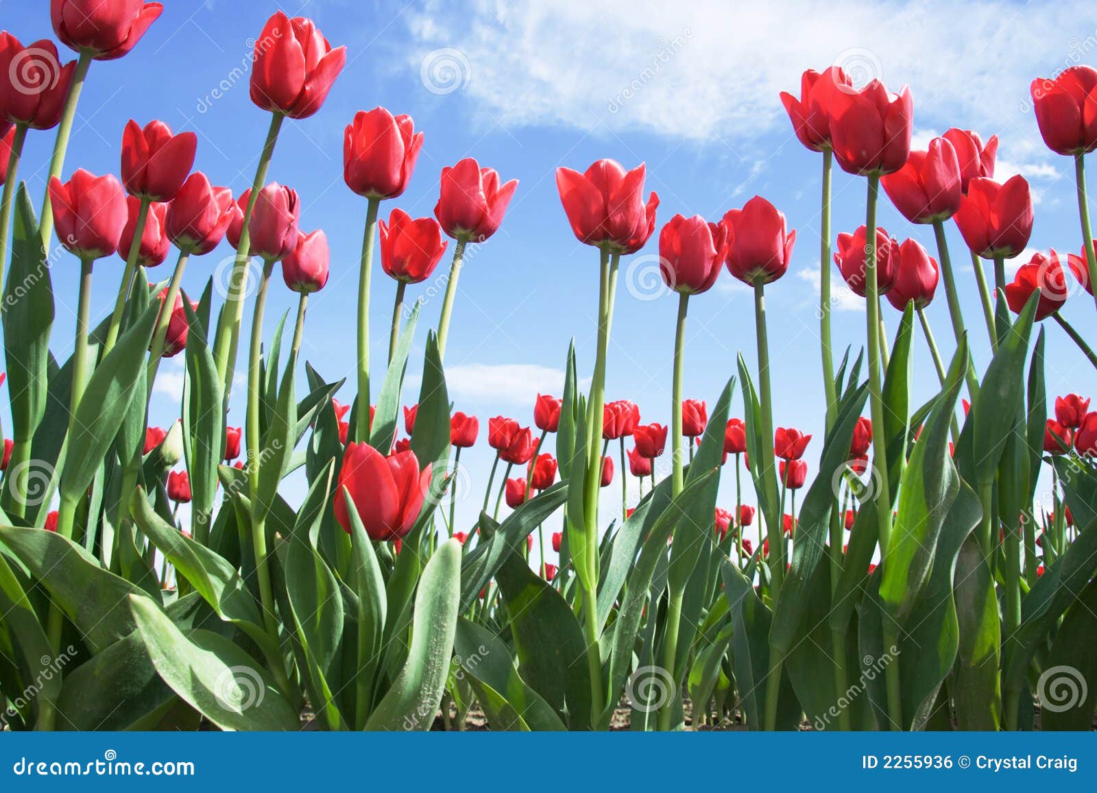bright red tulips