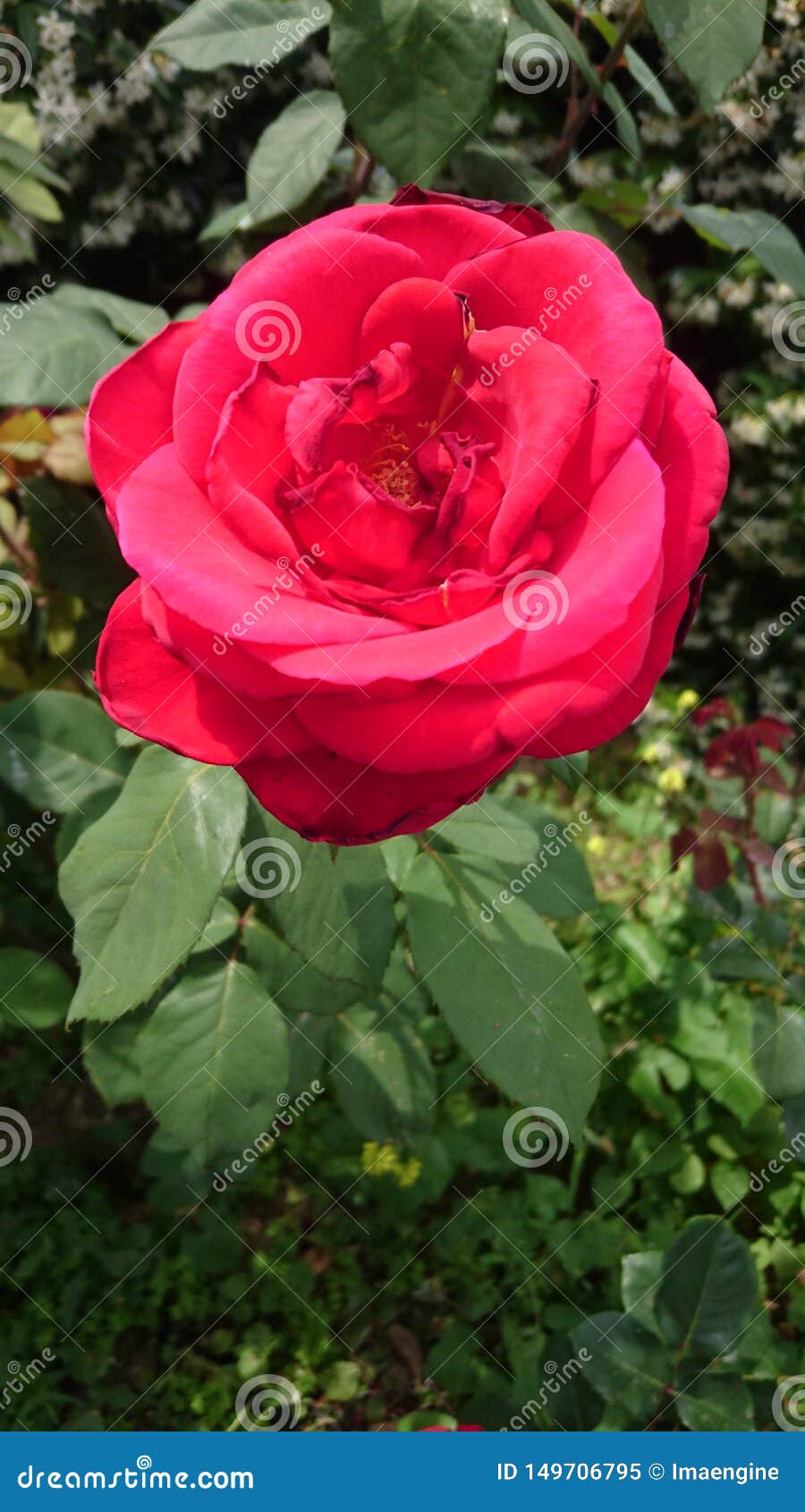 bright red velvety rose flower in the garden