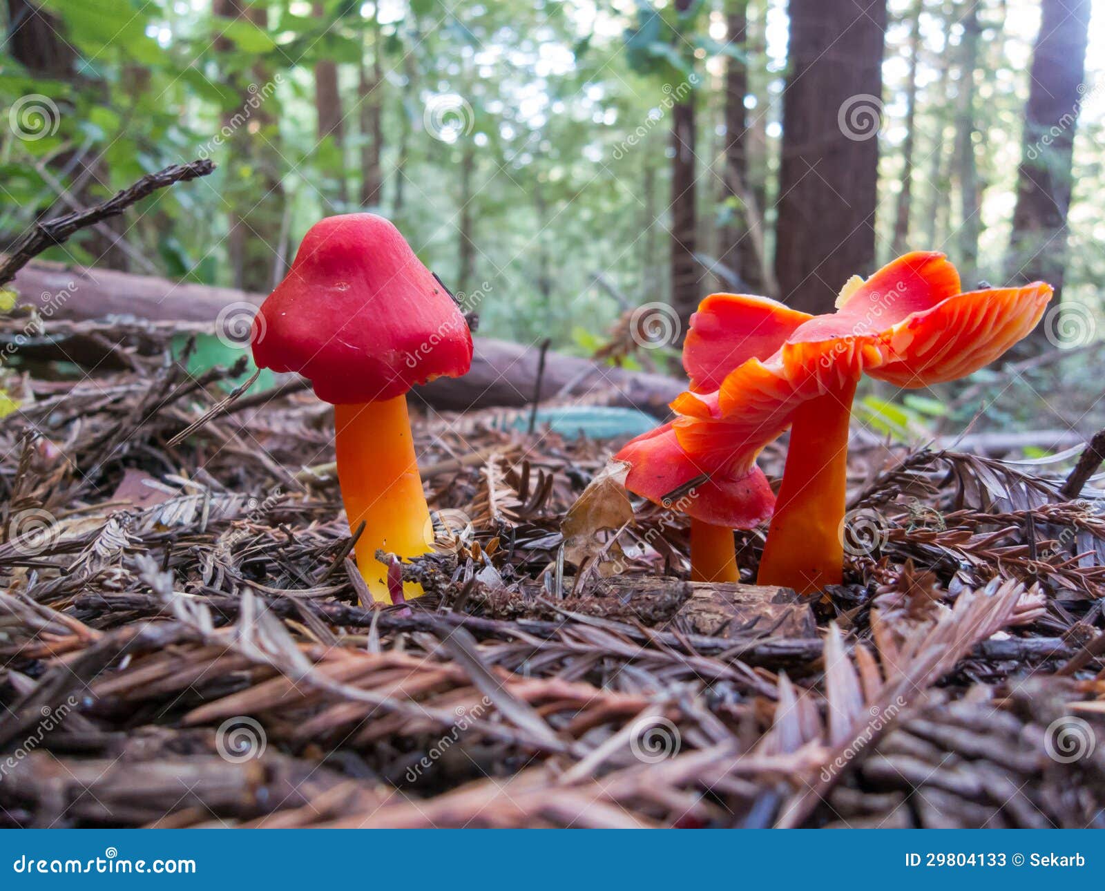 red waxy cap mushrooms in a forest