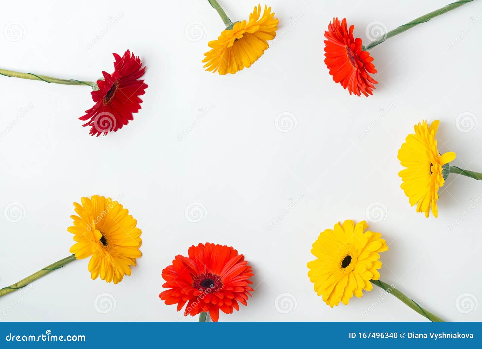 bright red and yellow gerbera flowers arranged into a circle frame on the white background,
