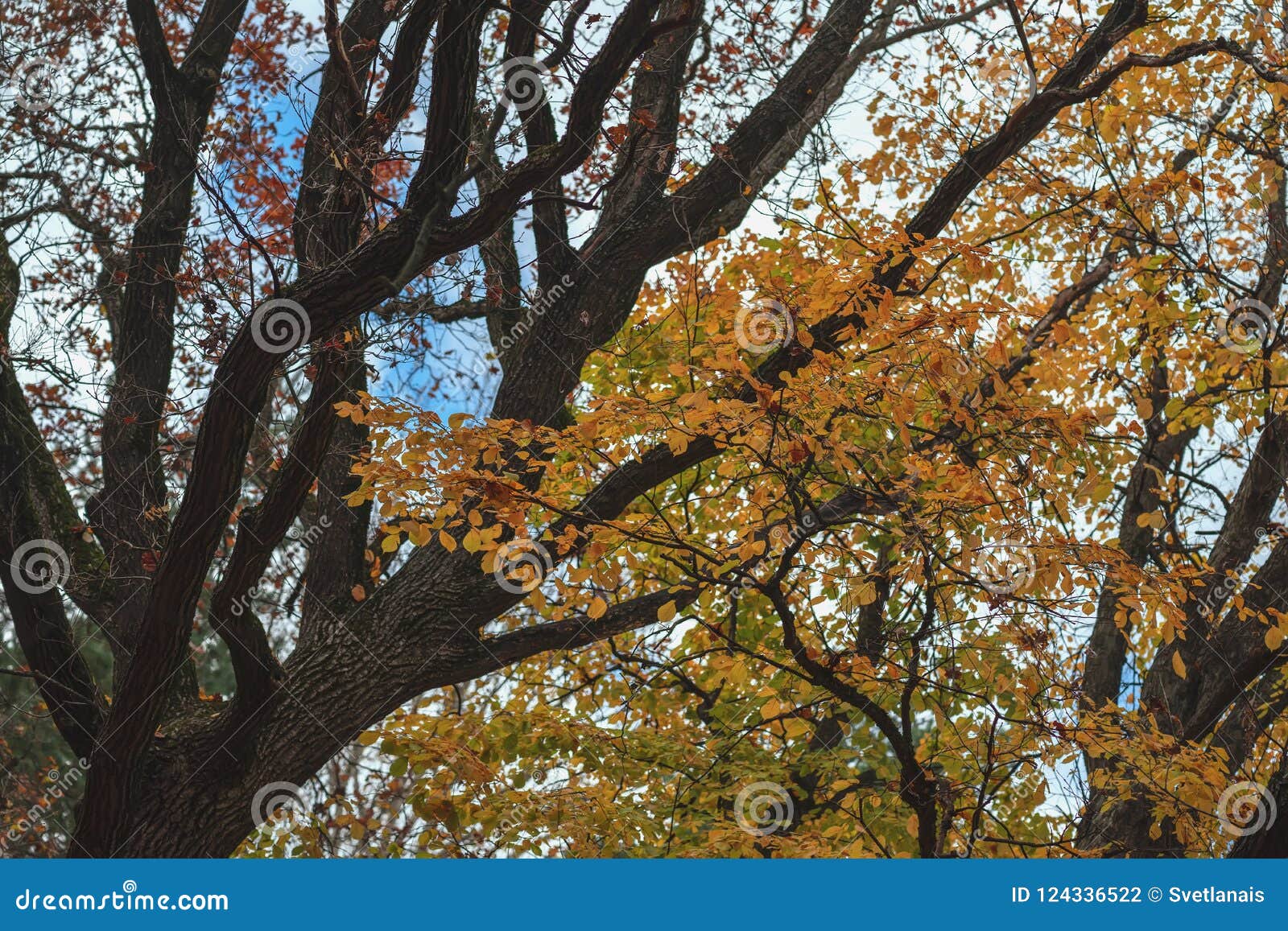 Bright Scenic Branches of the Large Tree in Fall Forest, Vivid Colorful