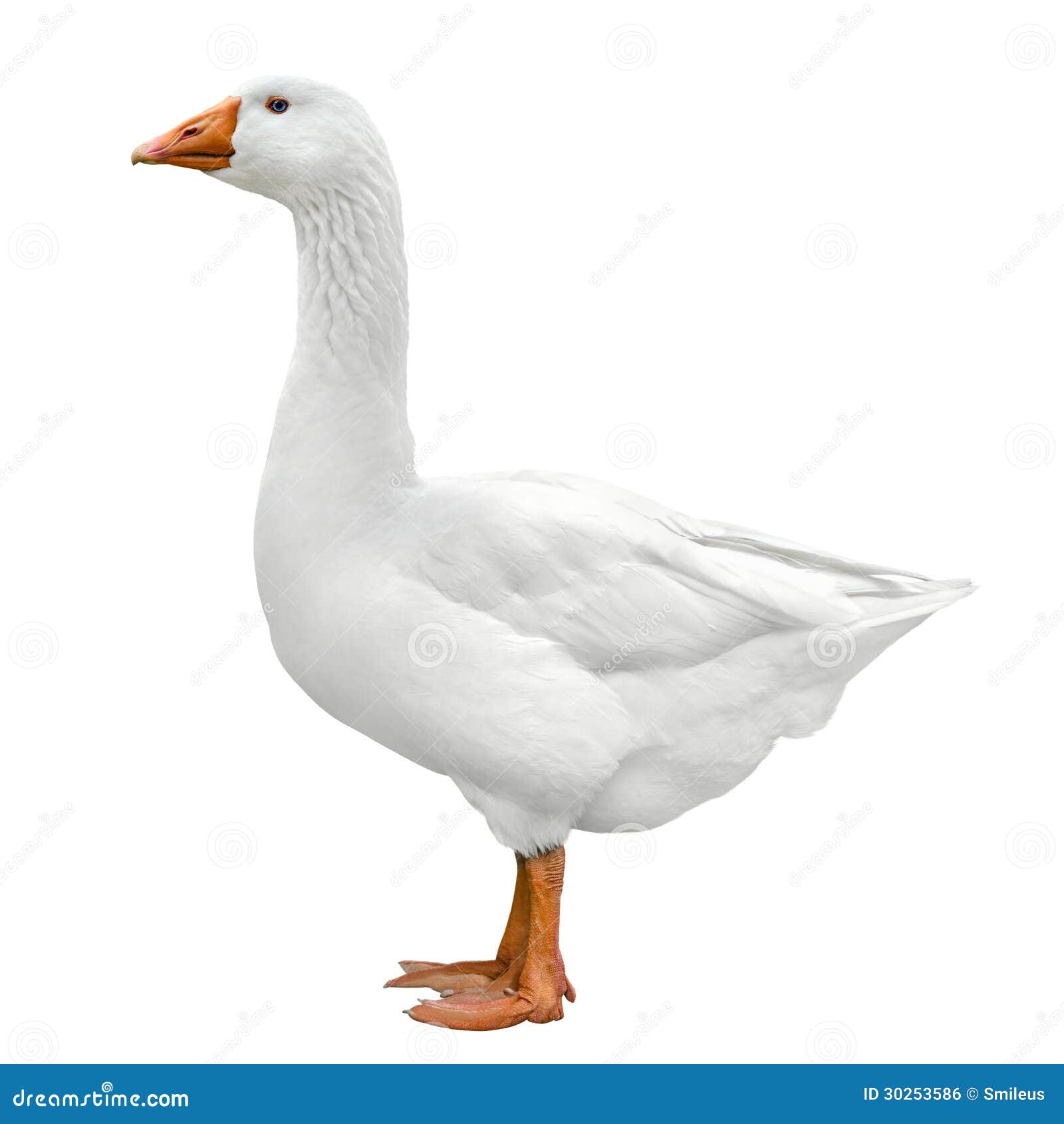 domestic goose  on white