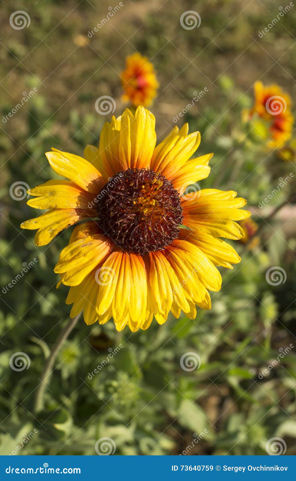Bright Solar Flower on Green Background Stock Image Image of