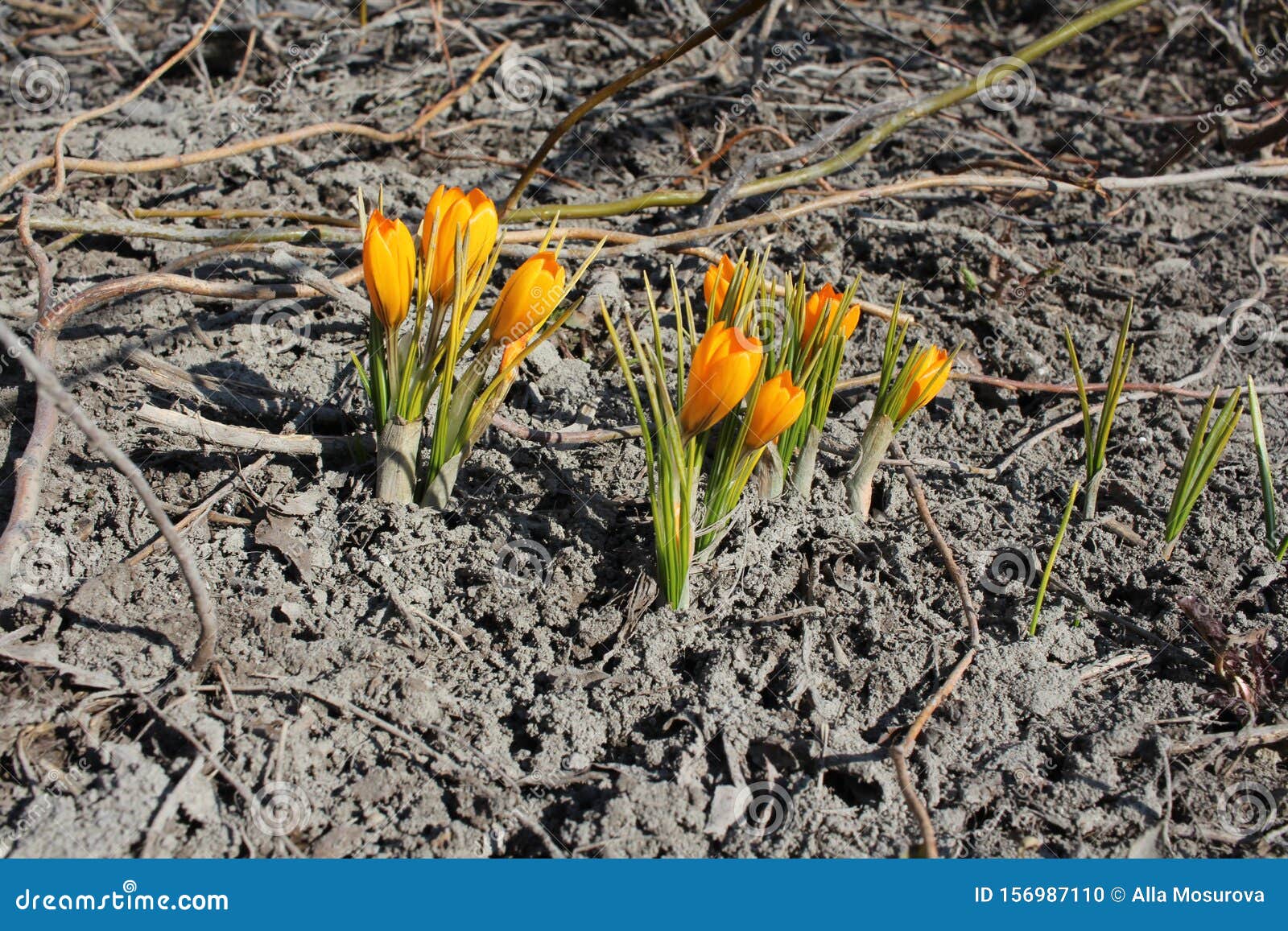 Bright Spring Flowers on the Muddy Ground Blossomed Crocus Plants Stock