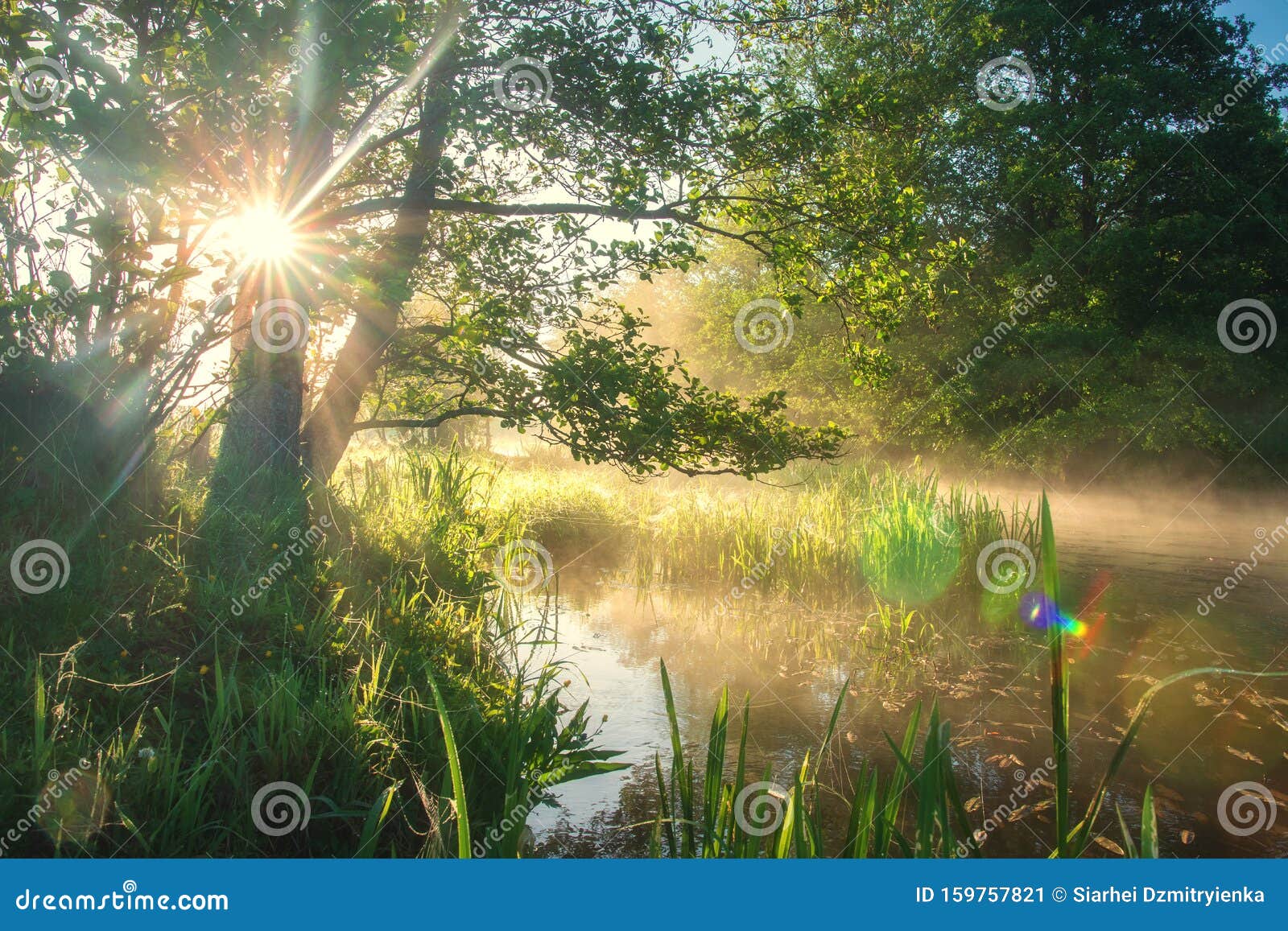 Bright Summer Nature On Riverside In Sunlight Sun Through Trees And