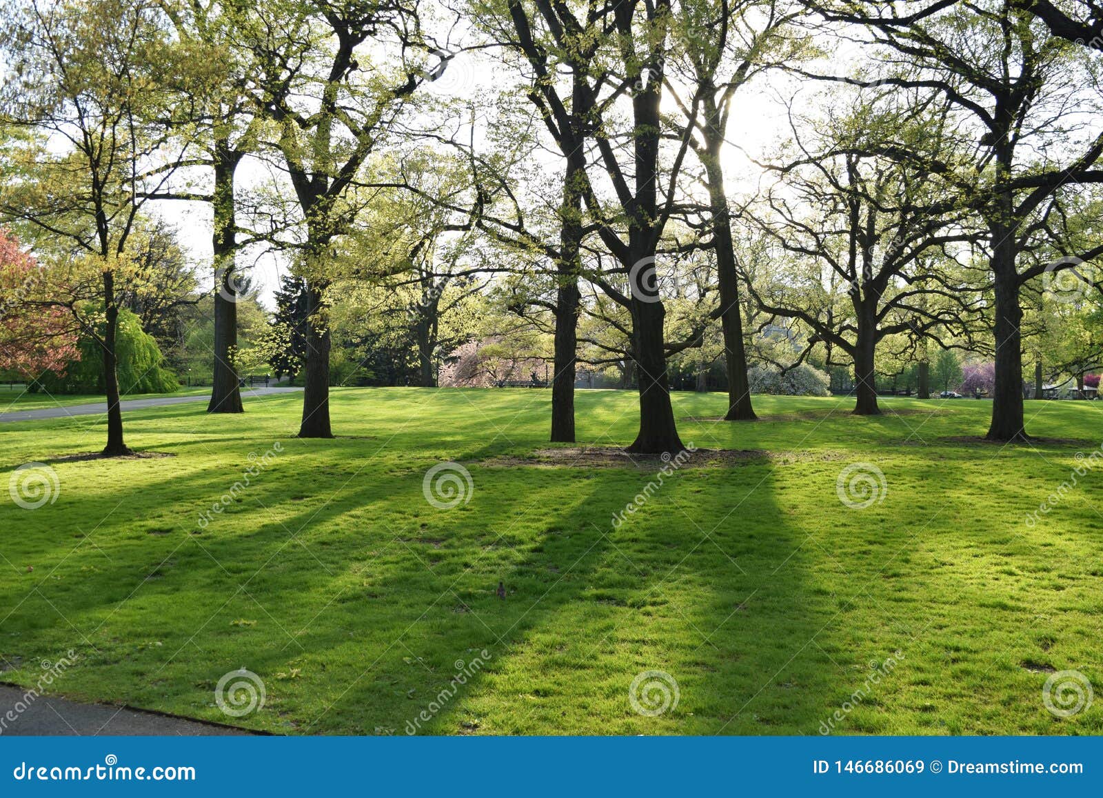 Bright Sun Lights Shining Throught the Tree in the Park Stock Image ...