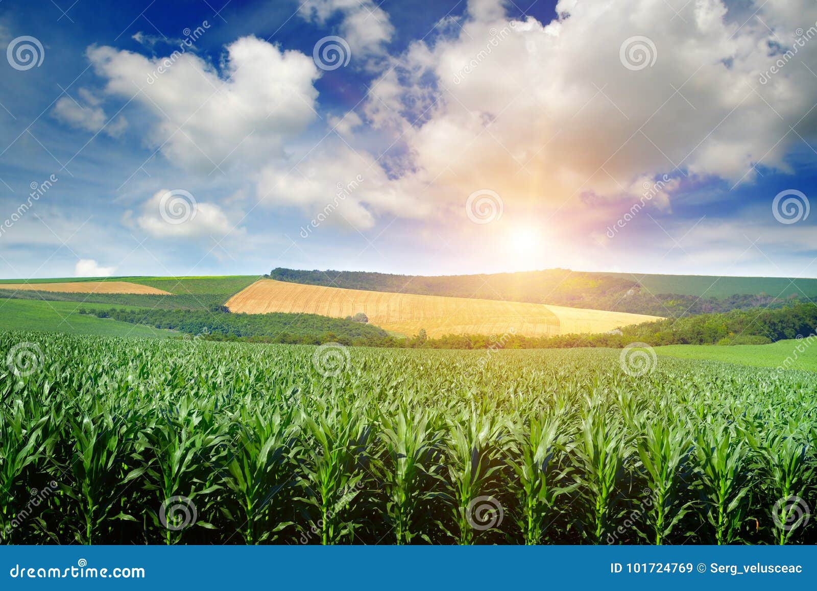 bright sun rises over a field of corn.