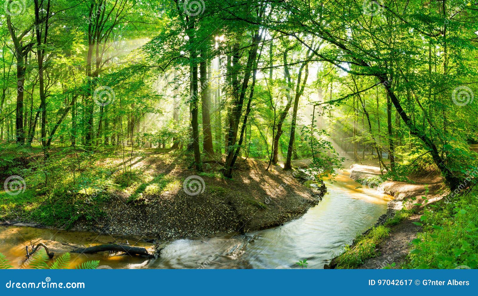 brook running through sunlit forest