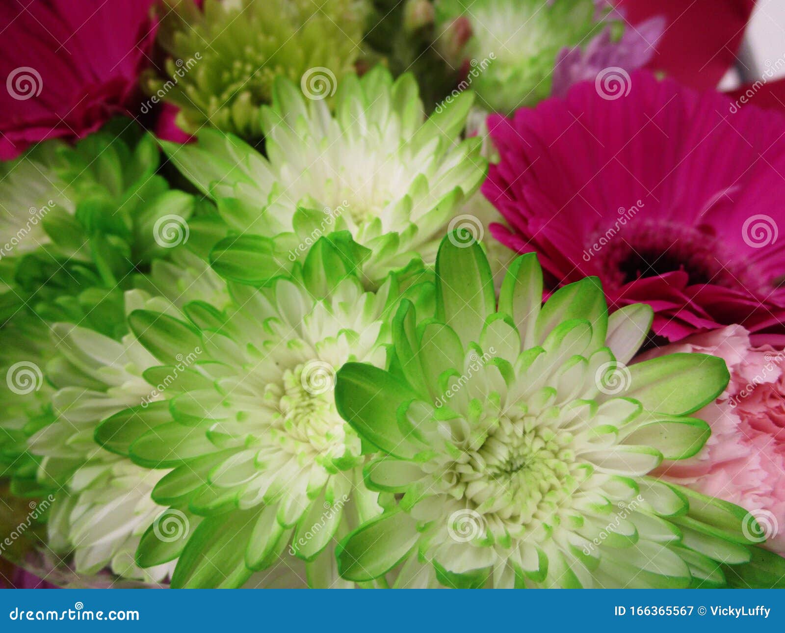 Bright Sweet Colorful Green White Dahlia Flower in Bloom, 2019 Stock ...