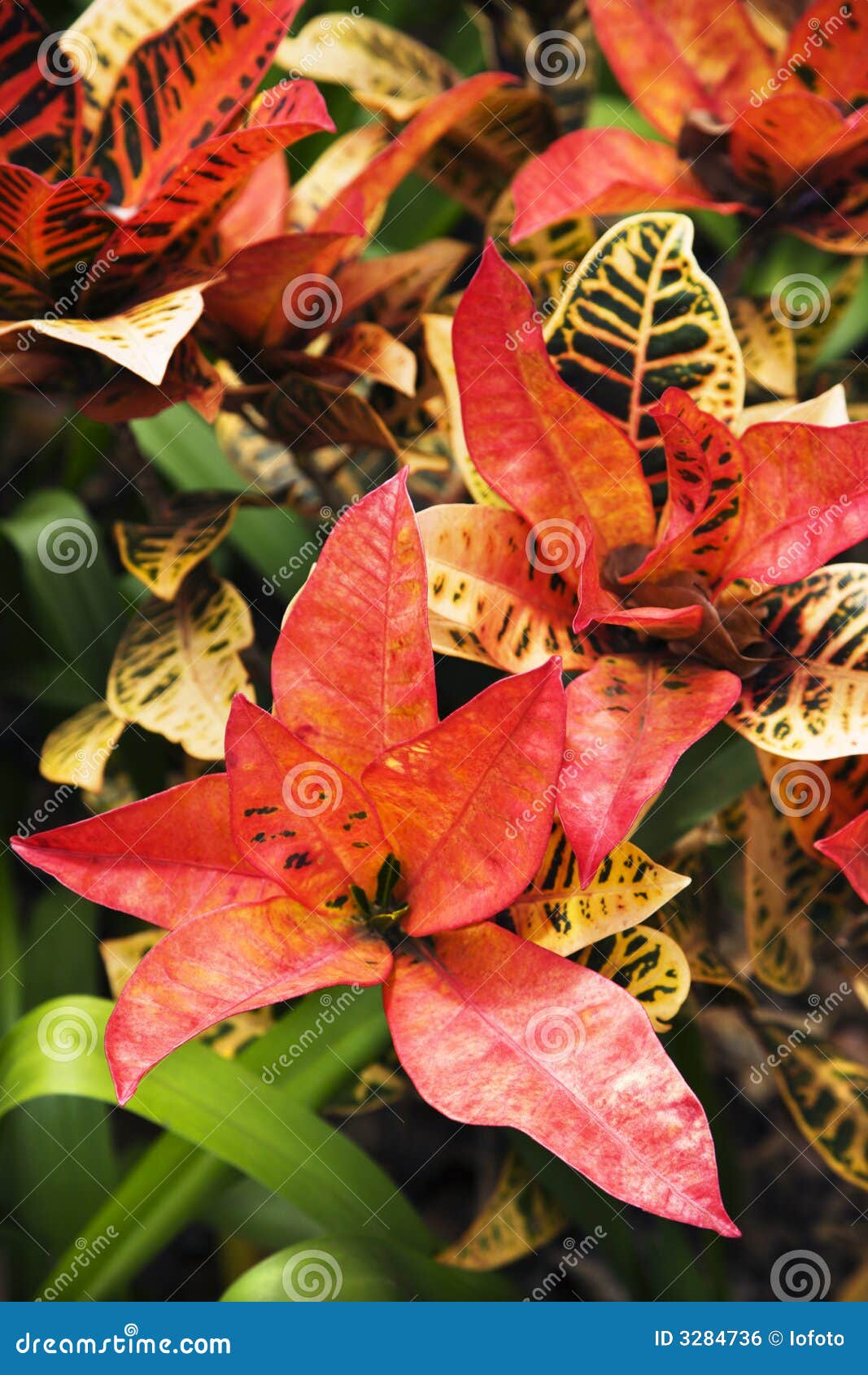 Bright tropical plant. stock photo. Image of photograph 3284736