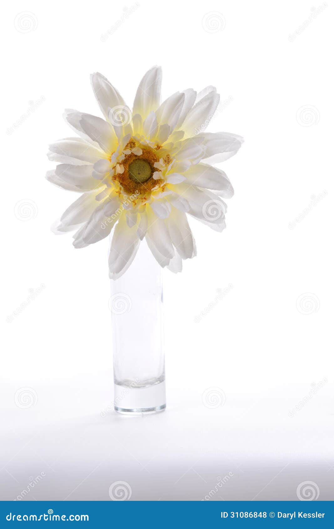 Bright White Flower in a Glass Vase Stock Photo Image of florists