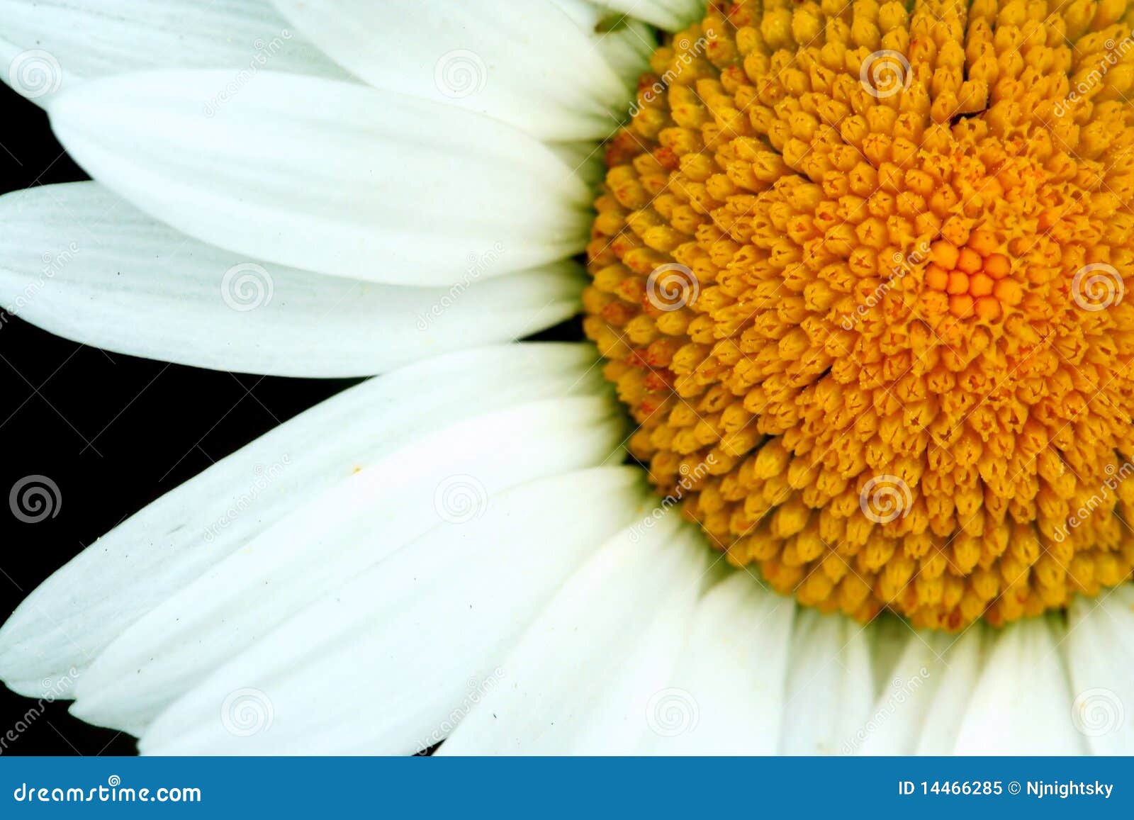 Bright White and Yellow Daisy Stock Image Image of spring, blossom