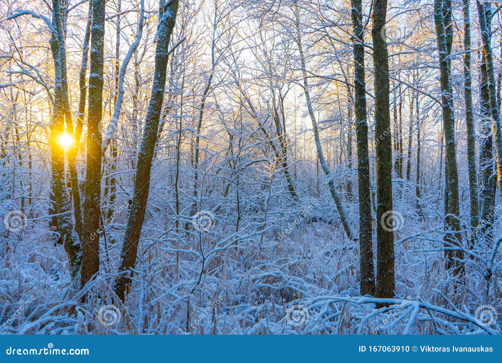 Pink light on frosted birch trees