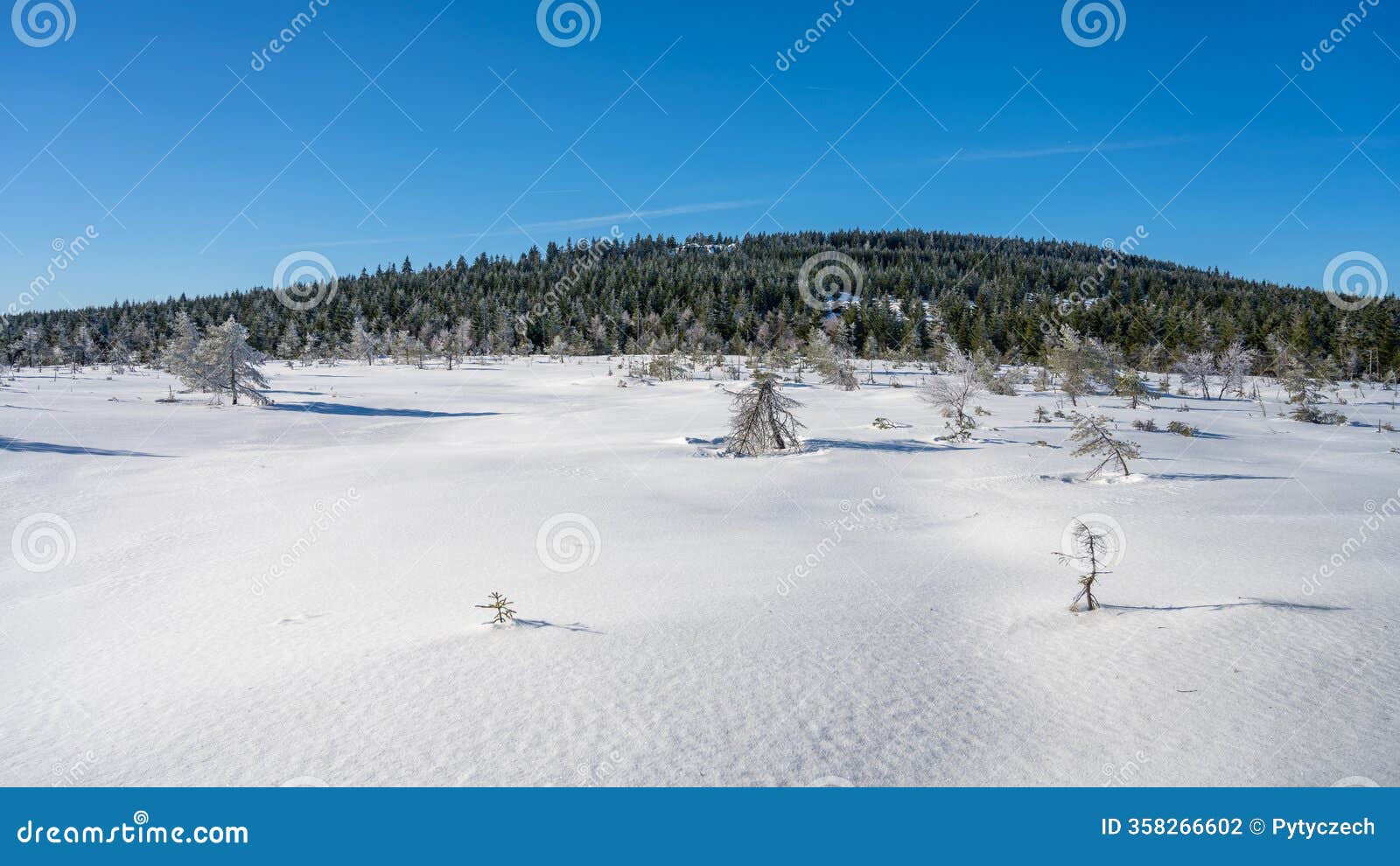 sunny winter day at cihadla peat bog in jizera mountains