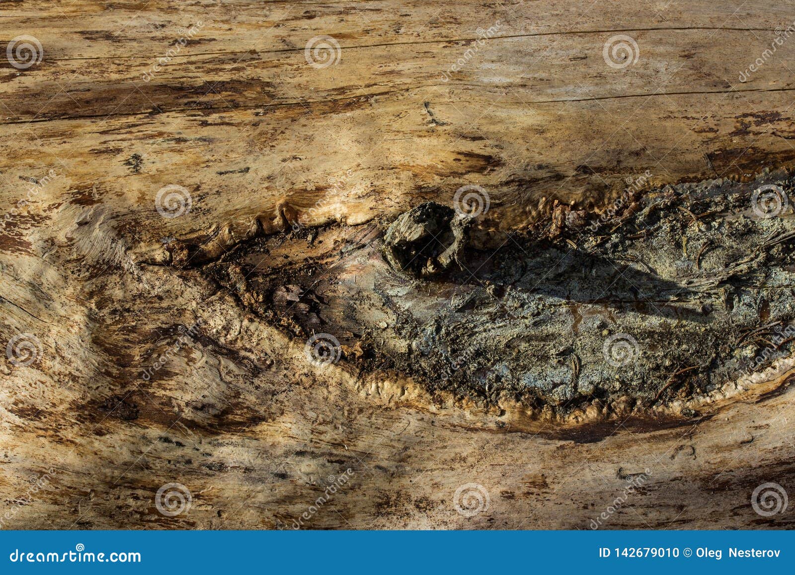 bright wooden texture old trunk with patterns
