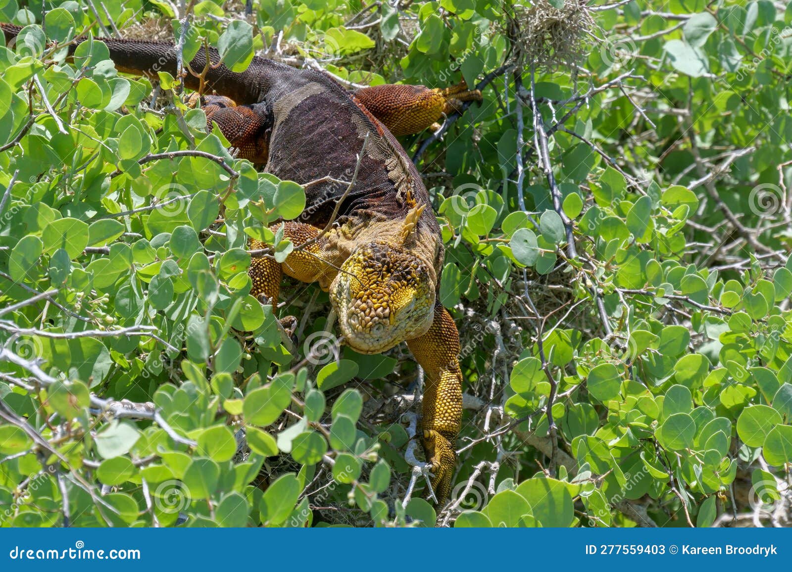 a bright yellow adult land iguana, iguana terrestre in a green bush at south plaza island