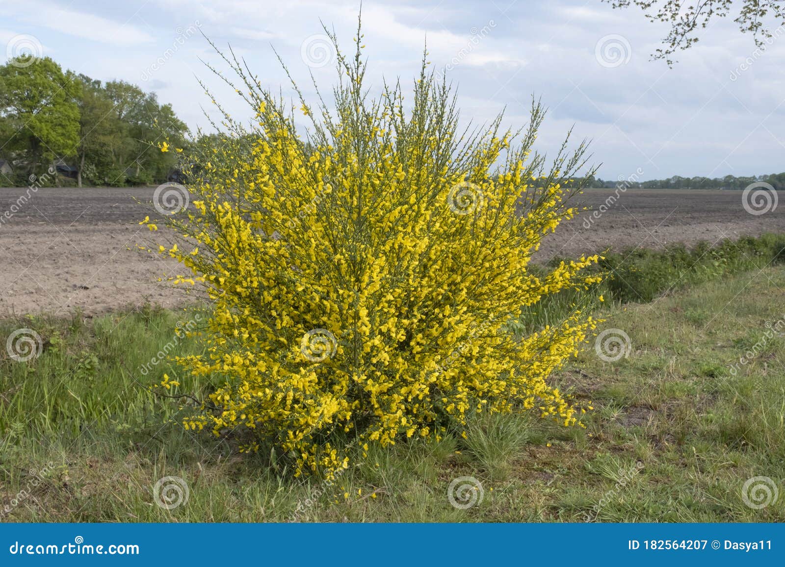 Bright Yellow Broom or Ginsestra Flower Latin Name Cytisus Scoparius or  Spachianus Close Up in Spring in Italy Blooming an Stock Image - Image of  cytisus, blossom: 182564207
