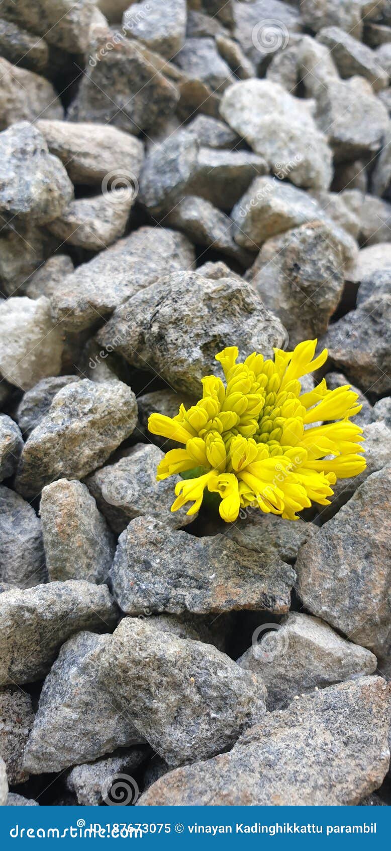 Bright Yellow Flower on Black Metal Stock Image Image of rock, black