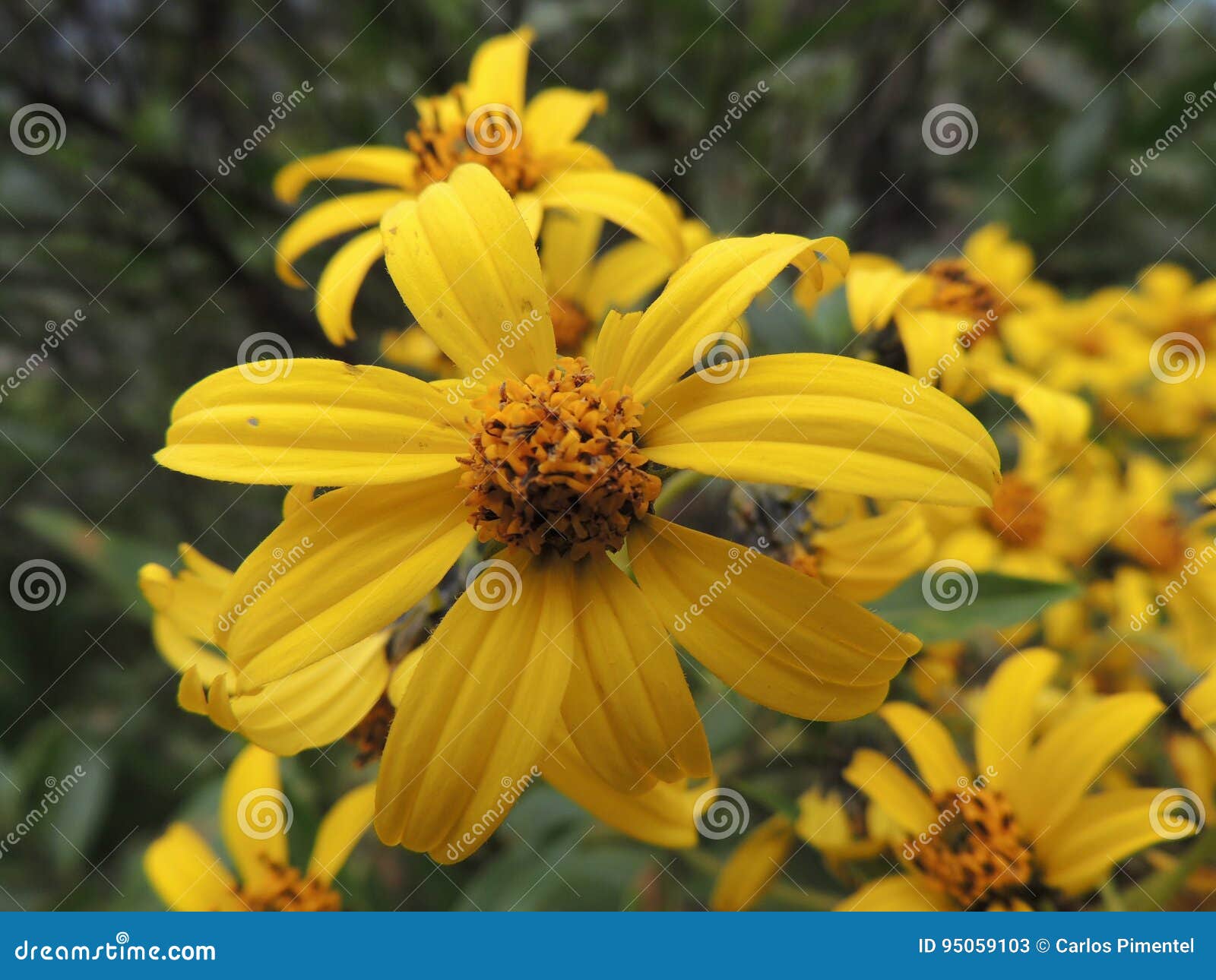 Bright Yellow Flower stock image. Image of love, bright 95059103