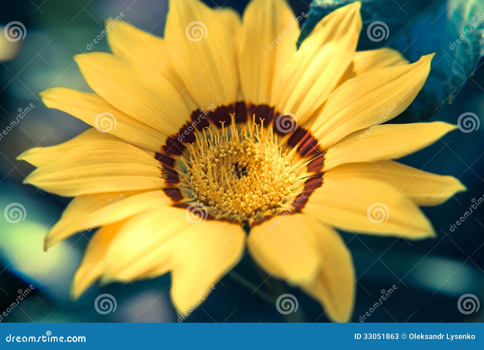 Bright Yellow Flower Calendula Close Up Stock Image Image of herbal, blooming 33051863