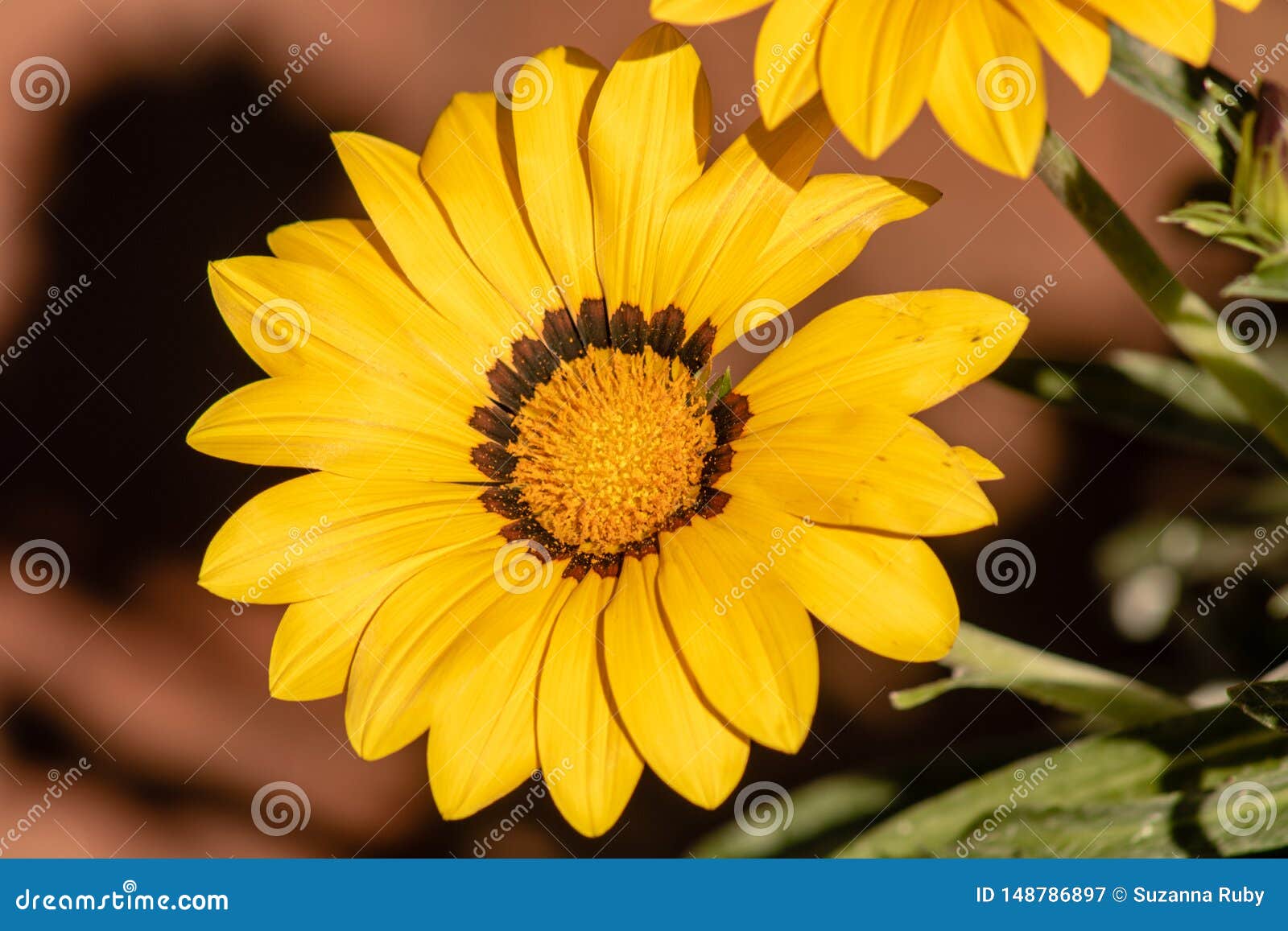 Bright yellow flower stock image. Image of growth, leaf 148786897