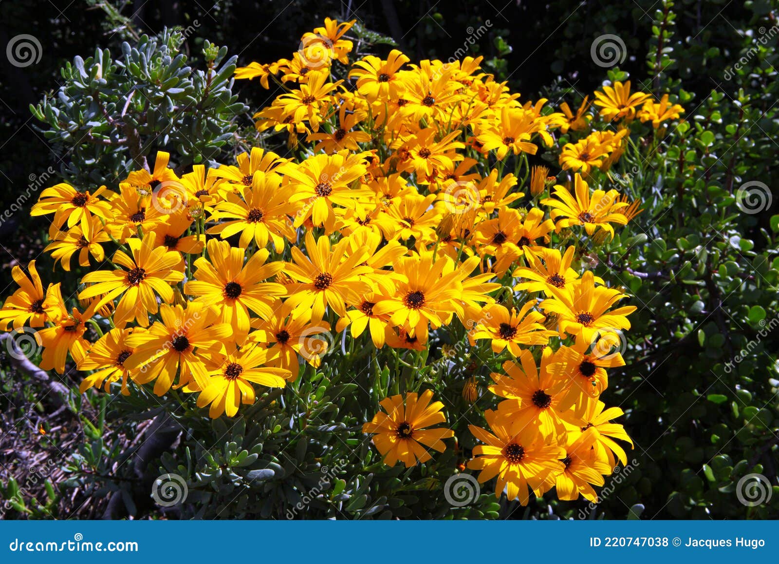 Bright Yellow Flowers Blooming in Bright Sunshine Stock Photo Image