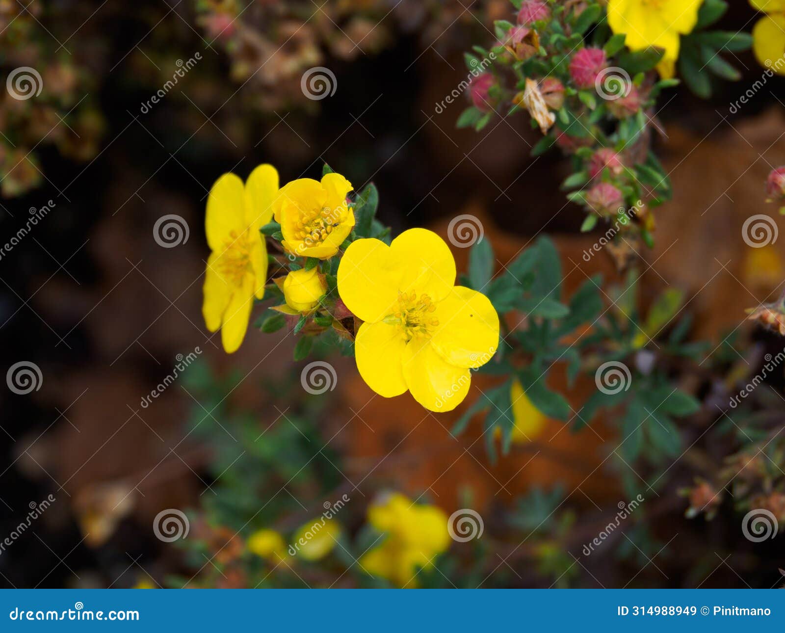 close up bright yellow flowers of dasiphora fruticosa 'goldfinger' in garden.