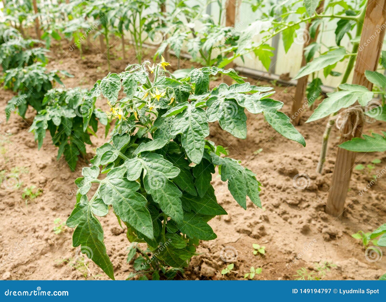 Bright Yellow Flowers of Tomatoes in Summer Stock Image Image of