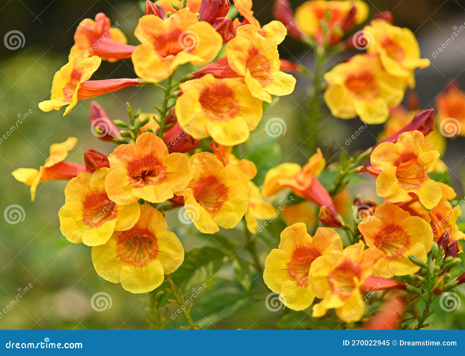 Bright Yellow Flowers of the Trumpet Vine or Trumpet Creeper Stock