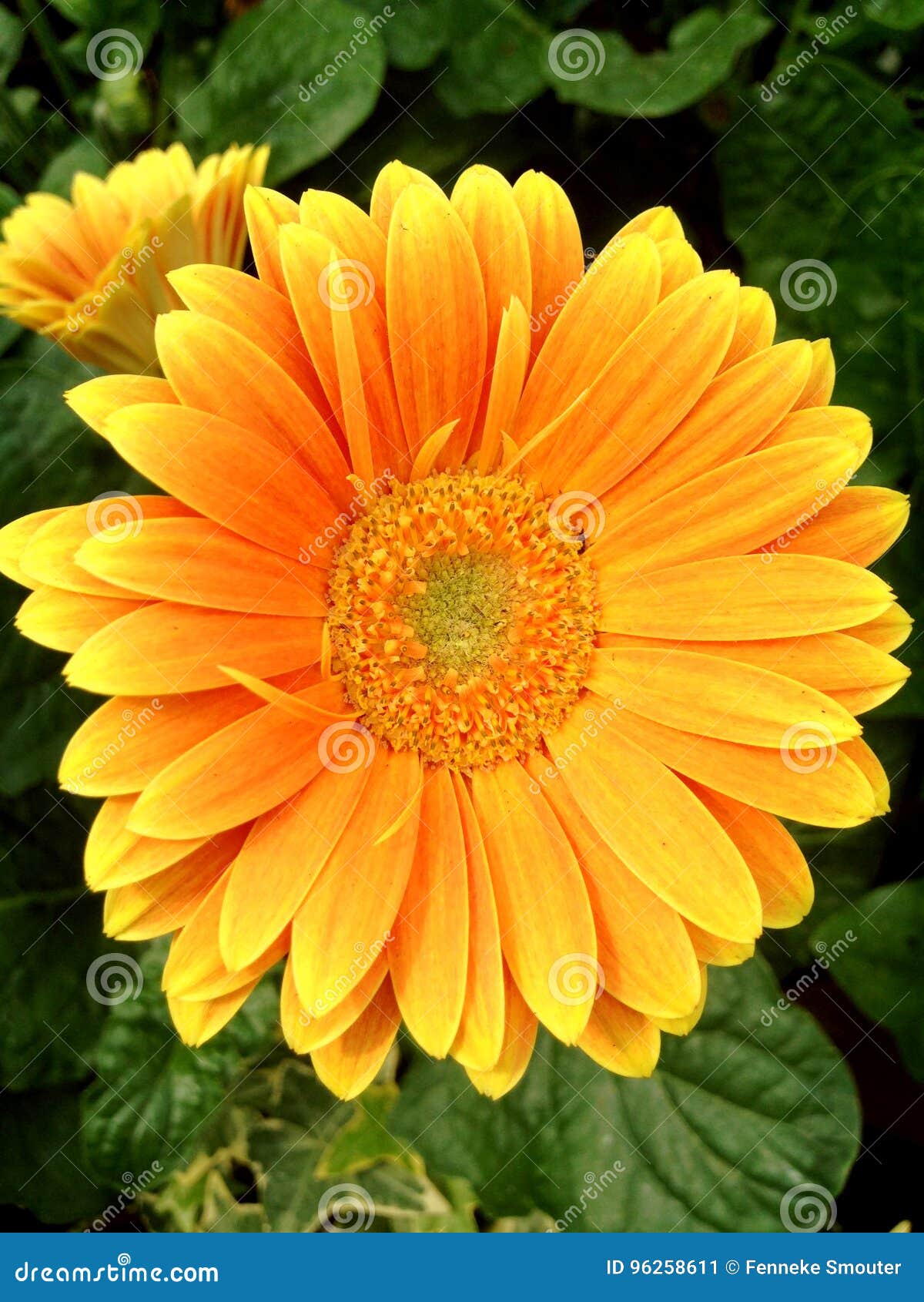Bright Yellow Gerbera Germini Flower Stock Image - Image of gerbera,  display: 96258611