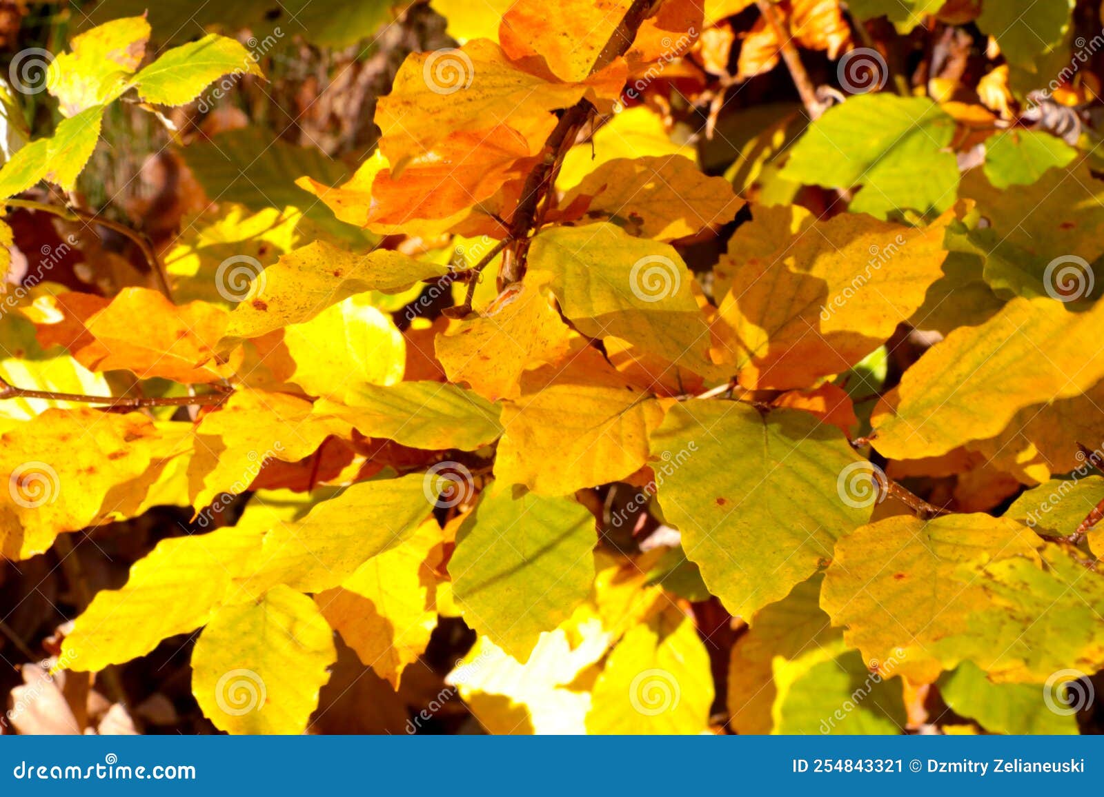 Bright Yellow Leaves Grow on a Tree in the Forest in Autumn. Stock