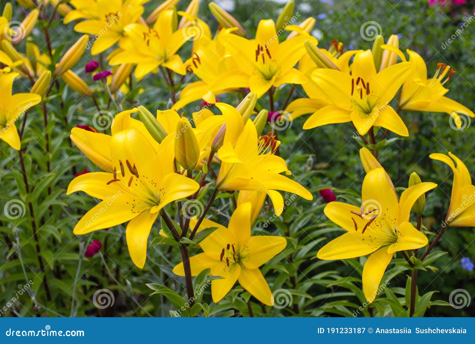Bright Yellow Lilies Bloom in the Garden Stock Image Image of bloom